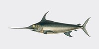 Swordfish (Xiphias gladius) illustrated by <a href="https://www.rawpixel.com/search/Charles%20Dessalines%20D%27%20Orbigny?">Charles Dessalines D&#39; Orbigny</a> (1806-1876). Digitally enhanced from our own 1892 edition of Dictionnaire Universel D&#39;histoire Naturelle.