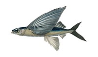 Stropical two wing flying fish (Exocoetus Volitan) illustrated by Charles Dessalines D' Orbigny (1806-1876). Digitally enhanced from our own 1892 edition of Dictionnaire Universel D'histoire Naturelle.