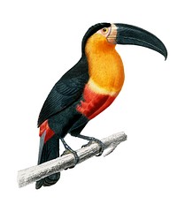 Toucan (Ramphastos) illustrated by <a href="https://www.rawpixel.com/search/Charles%20Dessalines%20D%27%20Orbigny?">Charles Dessalines D&#39; Orbigny</a> (1806-1876). Digitally enhanced from our own 1892 edition of Dictionnaire Universel D&#39;histoire Naturelle.