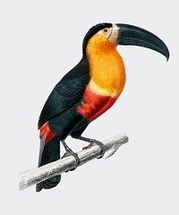 Toucan (Ramphastos) illustrated by Charles Dessalines D' Orbigny (1806-1876). Digitally enhanced from our own 1892 edition of Dictionnaire Universel D'histoire Naturelle.