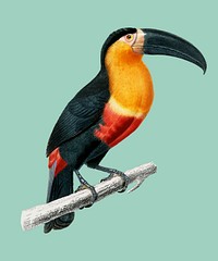 Toucan (Ramphastos) illustrated by <a href="https://www.rawpixel.com/search/Charles%20Dessalines%20D%27%20Orbigny?">Charles Dessalines D&#39; Orbigny</a> (1806-1876). Digitally enhanced from our own 1892 edition of Dictionnaire Universel D&#39;histoire Naturelle.