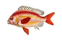 Whitecheek monocle bream (Scolopsisscolopsides Vosmeri) illustrated by <a href="https://www.rawpixel.com/search/Charles%20Dessalines%20D%27%20Orbigny?&amp;page=1">Charles Dessalines D&#39; Orbigny</a> (1806-1876). Digitally enhanced from our own 1892 edition of Dictionnaire Universel D&#39;histoire Naturelle.