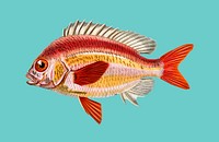 Whitecheek monocle bream (Scolopsisscolopsides Vosmeri) illustrated by <a href="https://www.rawpixel.com/search/Charles%20Dessalines%20D%27%20Orbigny?&amp;page=1">Charles Dessalines D&#39; Orbigny</a> (1806-1876). Digitally enhanced from our own 1892 edition of Dictionnaire Universel D&#39;histoire Naturelle.