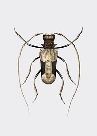 Giant African Longhorn Beetle (Petrognatha gigas) illustrated by <a href="https://www.rawpixel.com/search/Charles%20Dessalines%20D%27%20Orbigny?&amp;page=1">Charles Dessalines D&#39; Orbigny</a> (1806-1876). Digitally enhanced from our own 1892 edition of Dictionnaire Universel D&#39;histoire Naturelle.