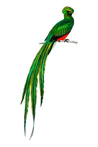 Pavonine quetzal (Pharomachrus pavoninus) illustrated by Charles Dessalines D' Orbigny (1806-1876). Digitally enhanced from our own 1892 edition of Dictionnaire Universel D'histoire Naturelle.