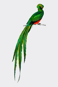 Pavonine quetzal (Pharomachrus pavoninus) illustrated by <a href="https://www.rawpixel.com/search/Charles%20Dessalines%20D%27%20Orbigny?&amp;page=1">Charles Dessalines D&#39; Orbigny</a> (1806-1876). Digitally enhanced from our own 1892 edition of Dictionnaire Universel D&#39;histoire Naturelle.