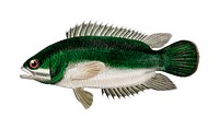 Climbing perch (Anabas testudineus) illustrated by <a href="https://www.rawpixel.com/search/Charles%20Dessalines%20D%27%20Orbigny?&amp;page=1">Charles Dessalines D&#39; Orbigny </a>(1806-1876). Digitally enhanced from our own 1892 edition of Dictionnaire Universel D&#39;histoire Naturelle.