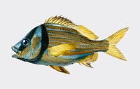 Porkfish (Pristipoma virginianum) illustrated by <a href="https://www.rawpixel.com/search/Charles%20Dessalines%20D%27%20Orbigny?&amp;page=1">Charles Dessalines D&#39; Orbigny </a>(1806-1876). Digitally enhanced from our own 1892 edition of Dictionnaire Universel D&#39;histoire Naturelle.