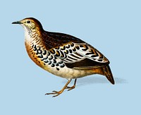 Buttonquail (Curnix tachydrome) illustrated by <a href="https://www.rawpixel.com/search/Charles%20Dessalines%20D%27%20Orbigny?sort=curated&amp;page=1">Charles Dessalines D&#39; Orbigny</a> (1806-1876). Digitally enhanced from our own 1892 edition of Dictionnaire Universel D&#39;histoire Naturelle.