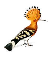 Huppe commune (Hoopoe) illustrated by C<a href="https://www.rawpixel.com/search/Charles%20Dessalines%20D%27%20Orbigny?&amp;page=1">harles Dessalines D&#39; Orbigny</a> (1806-1876). Digitally enhanced from our own 1892 edition of Dictionnaire Universel D&#39;histoire Naturelle.