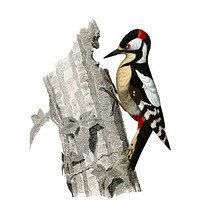 Great spotted woodpecker (Picus major) illustrated by Charles Dessalines D' Orbigny (1806-1876). Digitally enhanced from our own 1892 edition of Dictionnaire Universel D'histoire Naturelle.
