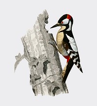 Great spotted woodpecker (Picus major) illustrated by <a href="https://www.rawpixel.com/search/Charles%20Dessalines%20D%27%20Orbigny?sort=curated&amp;page=1">Charles Dessalines D&#39; Orbigny</a> (1806-1876). Digitally enhanced from our own 1892 edition of Dictionnaire Universel D&#39;histoire Naturelle.