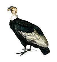 Andean condor (Vultur gryphus) illustrated by Charles Dessalines D' Orbigny (1806-1876). Digitally enhanced from our own 1892 edition of Dictionnaire Universel D'histoire Naturelle.