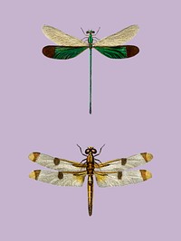 Different types of dragonflies illustrated by <a href="https://www.rawpixel.com/search/Charles%20Dessalines%20D%27%20Orbigny?&amp;page=1">Charles Dessalines D&#39; Orbigny </a>(1806-1876). Digitally enhanced from our own 1892 edition of Dictionnaire Universel D&#39;histoire Naturelle.