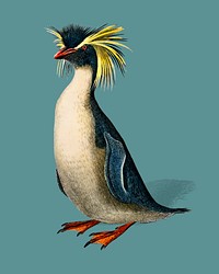 Rockhopper penguin (Eudyptes chrysocome) illustrated by <a href="https://www.rawpixel.com/search/Charles%20Dessalines%20D%27%20Orbigny?&amp;page=1">Charles Dessalines D&#39; Orbigny</a> (1806-1876). Digitally enhanced from our own 1892 edition of Dictionnaire Universel D&#39;histoire Naturelle.
