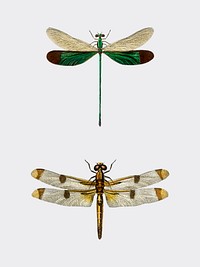 Different types of dragonflies illustrated by <a href="https://www.rawpixel.com/search/Charles%20Dessalines%20D%27%20Orbigny?&amp;page=1">Charles Dessalines D&#39; Orbigny </a>(1806-1876). Digitally enhanced from our own 1892 edition of Dictionnaire Universel D&#39;histoire Naturelle.