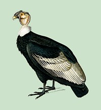 Andean condor (Vultur gryphus) illustrated by <a href="https://www.rawpixel.com/search/Charles%20Dessalines%20D%27%20Orbigny?&amp;page=1">Charles Dessalines D&#39; Orbigny</a> (1806-1876). Digitally enhanced from our own 1892 edition of Dictionnaire Universel D&#39;histoire Naturelle.