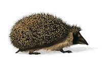 European Hedgehog (Erinaceus Europaeus) illustrated by <a href="https://www.rawpixel.com/search/Charles%20Dessalines%20D%27%20Orbigny?&amp;page=1">Charles Dessalines D&#39; Orbigny </a>(1806-1876). Digitally enhanced from our own 1892 edition of Dictionnaire Universel D&#39;histoire Naturelle.
