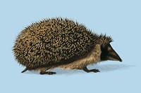 European Hedgehog (Erinaceus Europaeus) illustrated by <a href="https://www.rawpixel.com/search/Charles%20Dessalines%20D%27%20Orbigny?&amp;page=1">Charles Dessalines D&#39; Orbigny </a>(1806-1876). Digitally enhanced from our own 1892 edition of Dictionnaire Universel D&#39;histoire Naturelle.