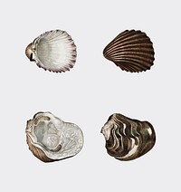 Different types of mollusks illustrated by <a href="https://www.rawpixel.com/search/Charles%20Dessalines%20D%27%20Orbigny?&amp;page=1">Charles Dessalines D&#39; Orbigny </a>(1806-1876).Digitally enhanced from our own 1892 edition of Dictionnaire Universel D&#39;histoire Naturelle.