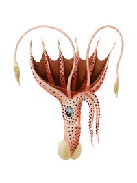 The umbrella squid (Histioteuthis bonnellii) illustrated by <a href="https://www.rawpixel.com/search/Charles%20Dessalines%20D%27%20Orbigny?&amp;page=1">Charles Dessalines D&#39; Orbigny</a> (1806-1876). Digitally enhanced from our own 1892 edition of Dictionnaire Universel D&#39;histoire Naturelle.
