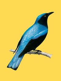 Square-tailed drongo (Edoius caerulescens) illustrated by <a href="https://www.rawpixel.com/search/Charles%20Dessalines%20D%27%20Orbigny?sort=curated&amp;page=1">Charles Dessalines D&#39; Orbigny</a> (1806-1876). Digitally enhanced from our own 1892 edition of Dictionnaire Universel D&#39;histoire Naturelle.