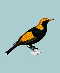 Regent bowerbird (Sericulus chrysocephalus) illustrated by <a href="https://www.rawpixel.com/search/Charles%20Dessalines%20D%27%20Orbigny?&amp;page=1">Charles Dessalines D&#39; Orbigny</a> (1806-1876). Digitally enhanced from our own 1892 edition of Dictionnaire Universel D&#39;histoire Naturelle.