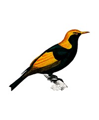 Regent bowerbird (Sericulus chrysocephalus) illustrated by <a href="https://www.rawpixel.com/search/Charles%20Dessalines%20D%27%20Orbigny?&amp;page=1">Charles Dessalines D&#39; Orbigny</a> (1806-1876). Digitally enhanced from our own 1892 edition of Dictionnaire Universel D&#39;histoire Naturelle.