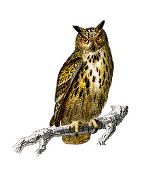 Bubo bubo (Eurasian eagle-owl) illustrated by <a href="https://www.rawpixel.com/search/Charles%20Dessalines%20D%27%20Orbigny?&amp;page=1">Charles Dessalines D&#39; Orbigny </a>(1806-1876). Digitally enhanced from our own 1892 edition of Dictionnaire Universel D&#39;histoire Naturelle.