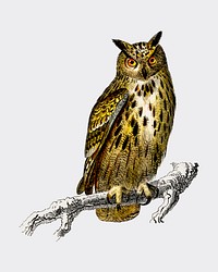 Bubo bubo (Eurasian eagle-owl) illustrated by Charles Dessalines D' Orbigny (1806-1876). Digitally enhanced from our own 1892 edition of Dictionnaire Universel D'histoire Naturelle.