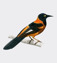 Black-hooded oriole (Xanthornus aurantius) illustrated by <a href="https://www.rawpixel.com/search/Charles%20Dessalines%20D%27%20Orbigny?&amp;page=1">Charles Dessalines D&#39; Orbigny</a> (1806-1876). Digitally enhanced from our own 1892 edition of Dictionnaire Universel D&#39;histoire Naturelle.