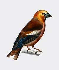 Hawfinch (Gros-bec commun) illustrated by <a href="https://www.rawpixel.com/search/Charles%20Dessalines%20D%27%20Orbigny?&amp;page=1">Charles Dessalines D&#39; Orbigny</a> (1806-1876). Digitally enhanced from our own 1892 edition of Dictionnaire Universel D&#39;histoire Naturelle.