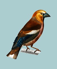 Hawfinch (Gros-bec commun) illustrated by <a href="https://www.rawpixel.com/search/Charles%20Dessalines%20D%27%20Orbigny?&amp;page=1">Charles Dessalines D&#39; Orbigny</a> (1806-1876). Digitally enhanced from our own 1892 edition of Dictionnaire Universel D&#39;histoire Naturelle.