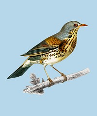 Rock thrush (Turdus Saxatilis) illustrated by Charles Dessalines D' Orbigny (1806-1876). Digitally enhanced from our own 1892 edition of Dictionnaire Universel D'histoire Naturelle.