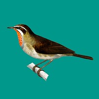 Siberian Rubythroat (Rubiette Calliope) illustrated by <a href="https://www.rawpixel.com/search/Charles%20Dessalines%20D%27%20Orbigny?&amp;page=1">Charles Dessalines D&#39; Orbigny</a> (1806-1876). Digitally enhanced from our own 1892 edition of Dictionnaire Universel D&#39;histoire Naturelle.