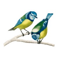 Eurasian blue tit (Cyanistes Caeruleus) illustrated by Charles Dessalines D' Orbigny (1806-1876). Digitally enhanced from our own 1892 edition of Dictionnaire Universel D'histoire Naturelle.