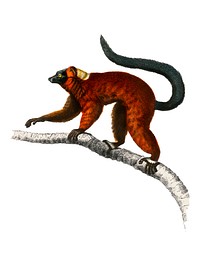 Red ruffed Lemur (Varecia Rubra) illustrated by<a href="https://www.rawpixel.com/search/Charles%20Dessalines%20D%27%20Orbigny?&amp;page=1"> Charles Dessalines D&#39; Orbigny</a> (1806-1876). Digitally enhanced from our own 1892 edition of Dictionnaire Universel D&#39;histoire Naturelle.