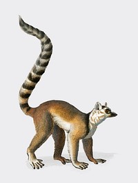 Ring-tailed Lemur (Lemur Catta) illustrated by <a href="https://www.rawpixel.com/search/Charles%20Dessalines%20D%27%20Orbigny?&amp;page=1">Charles Dessalines D&#39; Orbigny</a> (1806-1876). Digitally enhanced from our own 1892 edition of Dictionnaire Universel D&#39;histoire Naturelle.