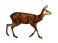 Moschus illustrated by Charles Dessalines D' Orbigny (1806-1876). Digitally enhanced from our own 1892 edition of Dictionnaire Universel D'histoire Naturelle.