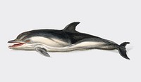 Delphinus delphis illustrated by <a href="https://www.rawpixel.com/search/Charles%20Dessalines%20D%27%20Orbigny?&amp;page=1">Charles Dessalines D&#39; Orbigny</a> (1806-1876). Digitally enhanced from our own 1892 edition of Dictionnaire Universel D&#39;histoire Naturelle.