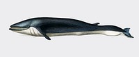 Balaenoptera rorqual illustrated by <a href="https://www.rawpixel.com/search/Charles%20Dessalines%20D%27%20Orbigny?">Charles Dessalines D&#39; Orbigny</a> (1806-1876). Digitally enhanced from our own 1892 edition of Dictionnaire Universel D&#39;histoire Naturelle.