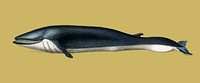 Balaenoptera rorqual illustrated by <a href="https://www.rawpixel.com/search/Charles%20Dessalines%20D%27%20Orbigny?">Charles Dessalines D&#39; Orbigny</a> (1806-1876). Digitally enhanced from our own 1892 edition of Dictionnaire Universel D&#39;histoire Naturelle.