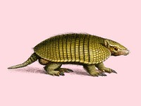 Yellow armadillo (Euphractus sexcinctus) illustrated by Charles Dessalines D' Orbigny (1806-1876). Digitally enhanced from our own 1892 edition of Dictionnaire Universel D'histoire Naturelle.