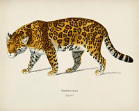 Jaguar (Panthera Onca) illustrated by <a href="https://www.rawpixel.com/search/Charles%20Dessalines%20D%27%20Orbigny?&amp;page=1">Charles Dessalines D&#39; Orbigny </a>(1806-1876). Digitally enhanced from our own 1892 edition of Dictionnaire Universel D&#39;histoire Naturelle.
