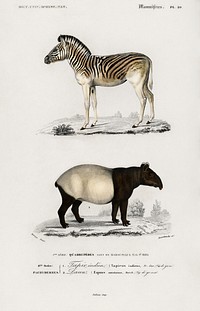 Malayan Tapir (Equus Montanus) and Mountain Zebra (Dauw) illustrated by <a href="https://www.rawpixel.com/search/Charles%20Dessalines%20D%27%20Orbigny?sort=curated&amp;page=1">Charles Dessalines D&#39; Orbigny</a> (1806-1876). Digitally enhanced from our own 1892 edition of Dictionnaire Universel D&#39;histoire Naturelle.
