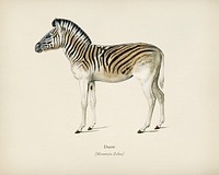 Mountain Zebra (Dauw) illustrated by <a href="https://www.rawpixel.com/search/Charles%20Dessalines%20D%27%20Orbigny?&amp;page=1">Charles Dessalines D&#39; Orbigny </a>(1806-1876). Digitally enhanced from our own 1892 edition of Dictionnaire Universel D&#39;histoire Naturelle.