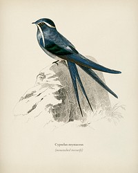 Moustached (Cypselus mystaceus) illustrated by<a href="https://www.rawpixel.com/search/Charles%20Dessalines%20D%27%20Orbigny?&amp;page=1"> Charles Dessalines D&#39; Orbigny</a> (1806-1876). Digitally enhanced from our own 1892 edition of Dictionnaire Universel D&#39;histoire Naturelle.
