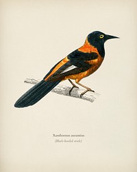 Black-hooded oriole (Xanthornus aurantius) illustrated by <a href="https://www.rawpixel.com/search/Charles%20Dessalines%20D%27%20Orbigny?&amp;page=1">Charles Dessalines D&#39; Orbigny</a> (1806-1876). Digitally enhanced from our own 1892 edition of Dictionnaire Universel D&#39;histoire Naturelle.