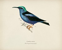 Red-legged honeycreeper (Caereba cyanea) illustrated by <a href="https://www.rawpixel.com/search/Charles%20Dessalines%20D%27%20Orbigny?&amp;page=1">Charles Dessalines D&#39; Orbigny</a> (1806-1876) .Digitally enhanced from our own 1892 edition of Dictionnaire Universel D&#39;histoire Naturelle.