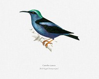 Red-legged honeycreeper (Caereba cyanea) illustrated by <a href="https://www.rawpixel.com/search/Charles%20Dessalines%20D%27%20Orbigny?&amp;page=1">Charles Dessalines D&#39; Orbigny</a> (1806-1876) .Digitally enhanced from our own 1892 edition of Dictionnaire Universel D&#39;histoire Naturelle.